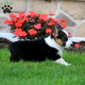 Flashy, Pembroke Welsh Corgi Puppy