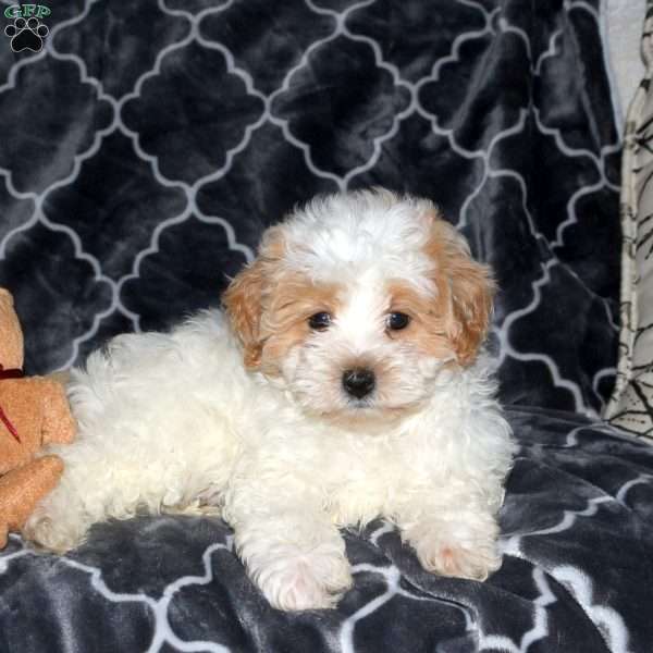 Fletcher, Maltipoo Puppy