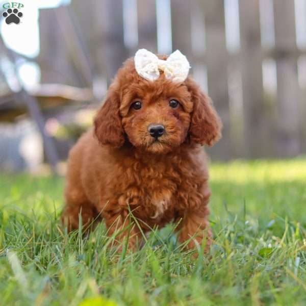 Flora, Cavapoo Puppy