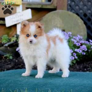 Pomeranian Puppies For Sale - Greenfield Puppies