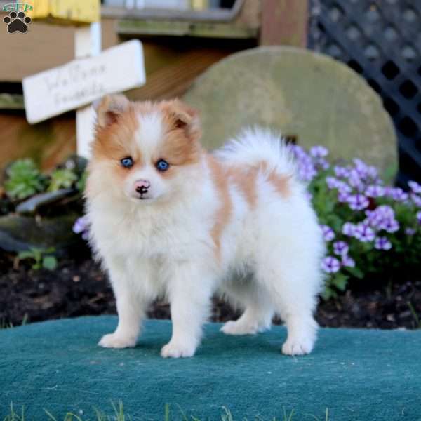 Florence, Pomeranian Puppy