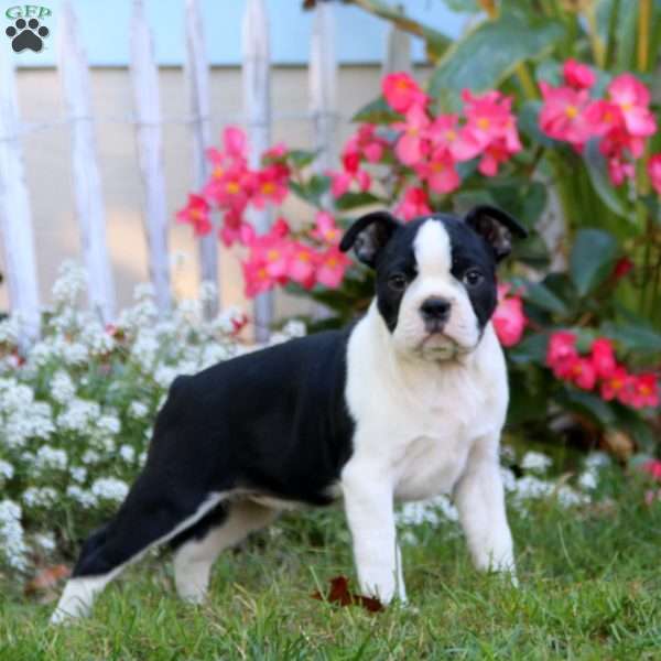 Flossie, Boston Terrier Puppy