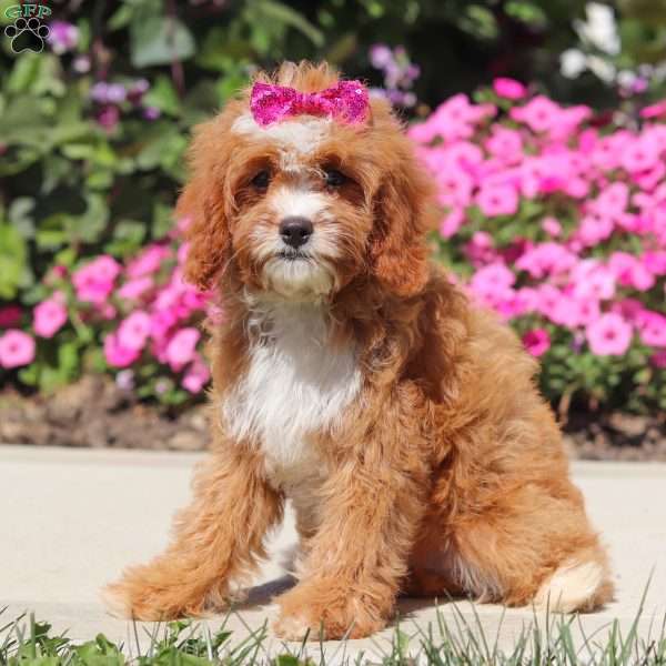 Flower, Cavapoo Puppy