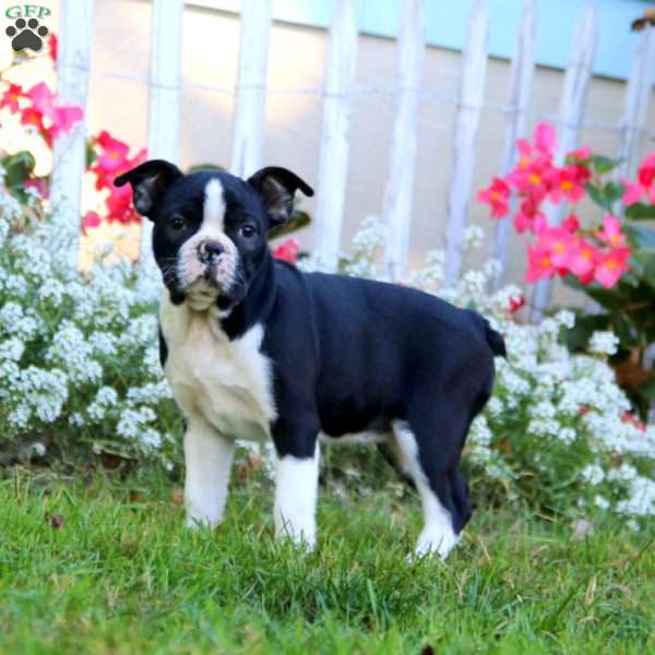 Flowers, Boston Terrier Puppy