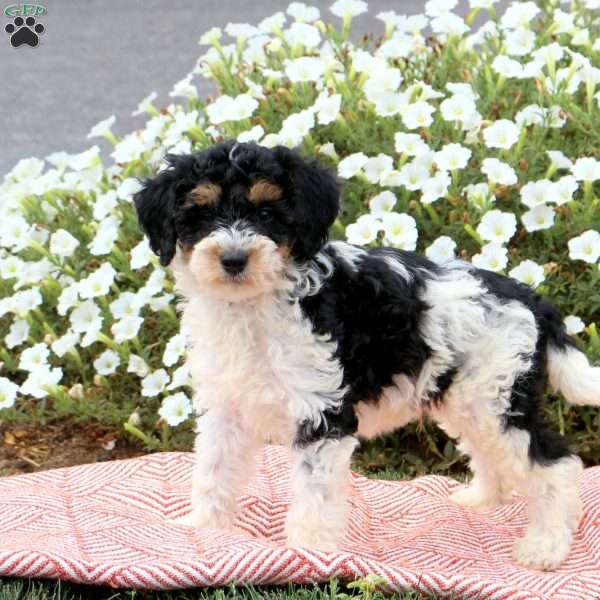 Flynn, Mini Goldendoodle Puppy