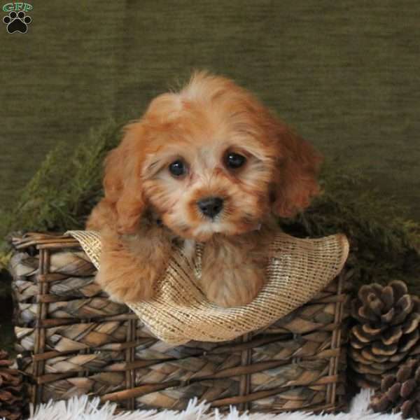 Forest, Cavapoo Puppy