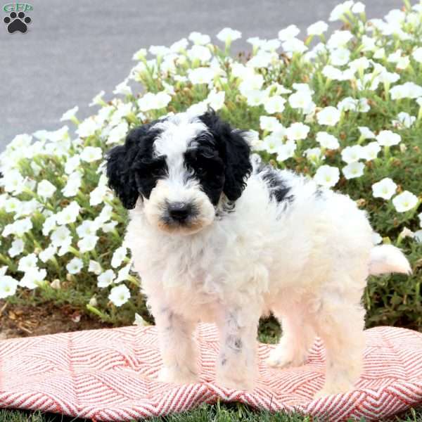 Foster, Mini Goldendoodle Puppy