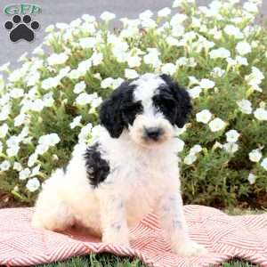 Foster, Mini Goldendoodle Puppy