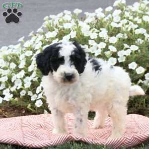 Foster, Mini Goldendoodle Puppy