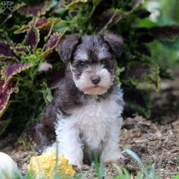 Fran, Miniature Schnauzer Puppy