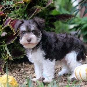 Fran, Miniature Schnauzer Puppy