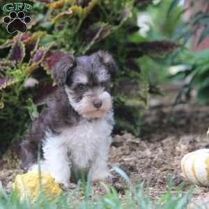 Fran, Miniature Schnauzer Puppy