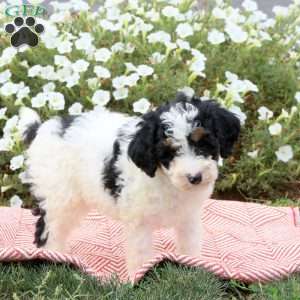 Franky, Mini Goldendoodle Puppy