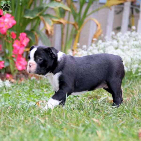 Freda, Boston Terrier Puppy