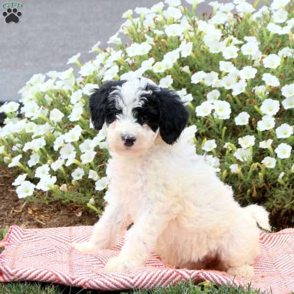 Freida, Mini Goldendoodle Puppy