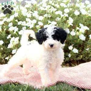 Freida, Mini Goldendoodle Puppy