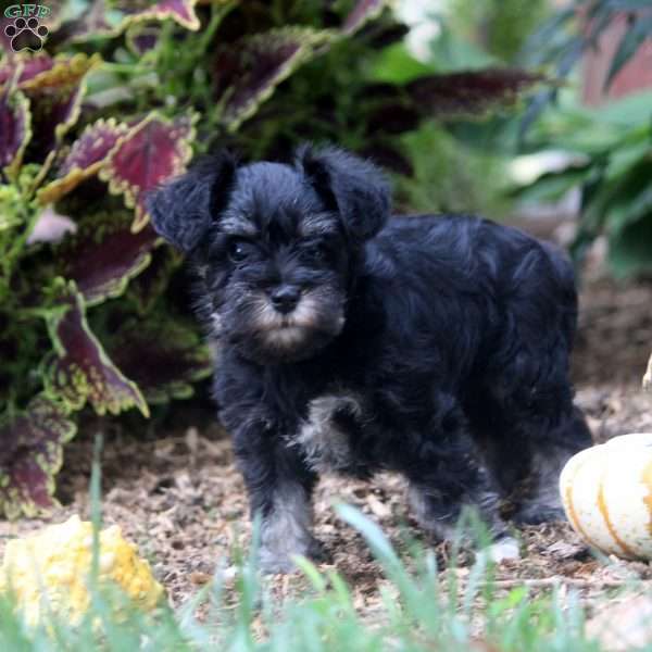 Frida, Miniature Schnauzer Puppy