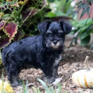 Frida, Miniature Schnauzer Puppy