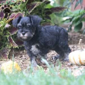 Frida, Miniature Schnauzer Puppy