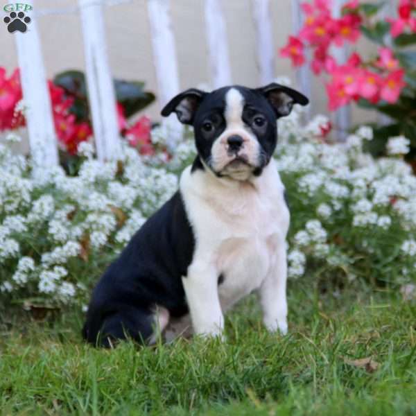 Frisky, Boston Terrier Puppy