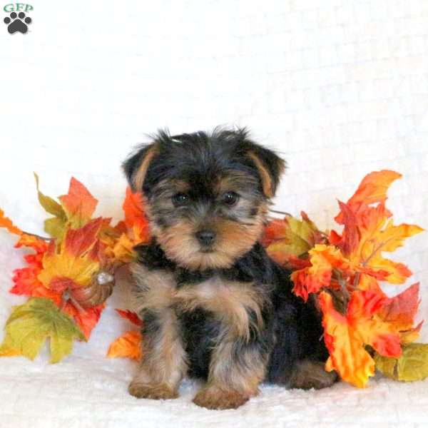 Fritz, Yorkie Puppy