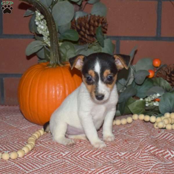 Gabby, Jack Russell Terrier Puppy