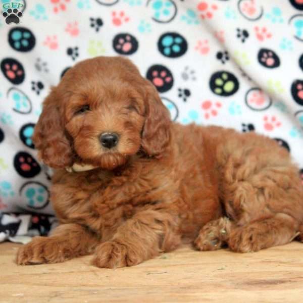 Gabby, Mini Goldendoodle Puppy