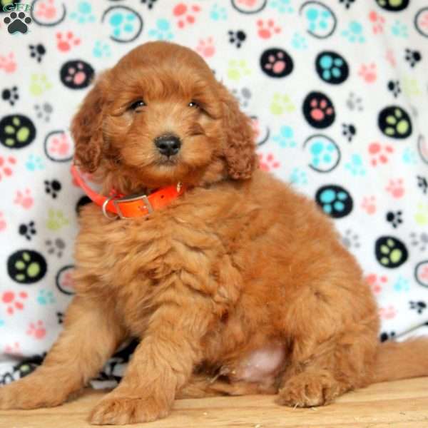 Gage, Mini Goldendoodle Puppy