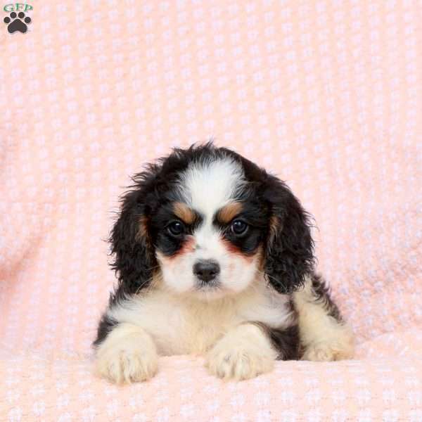 Gage, Cavapoo Puppy