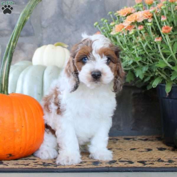 Gage, Cockapoo Puppy