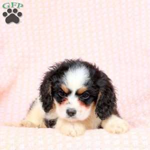 Gage, Cavapoo Puppy