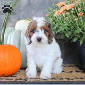 Gage, Cockapoo Puppy