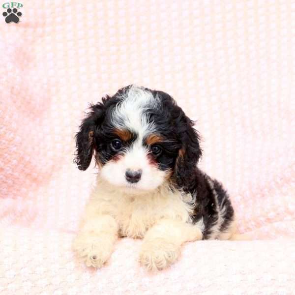 Garrett, Cavapoo Puppy