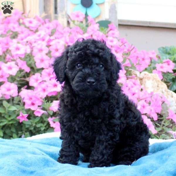 Garrett, Toy Poodle Puppy