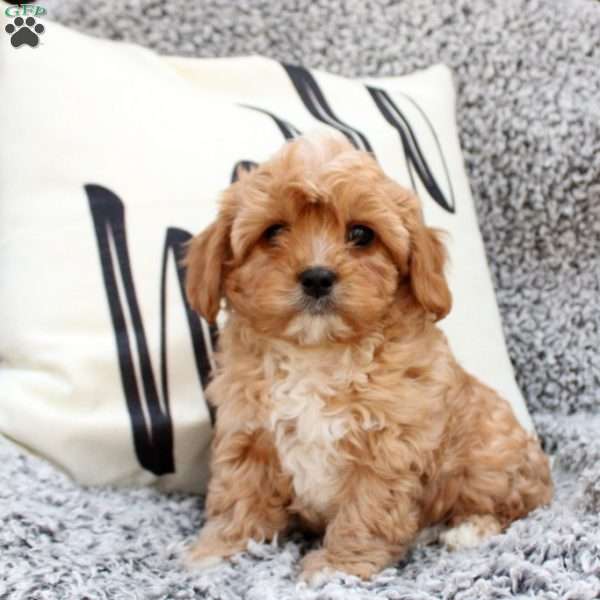 Garrett, Cavapoo Puppy