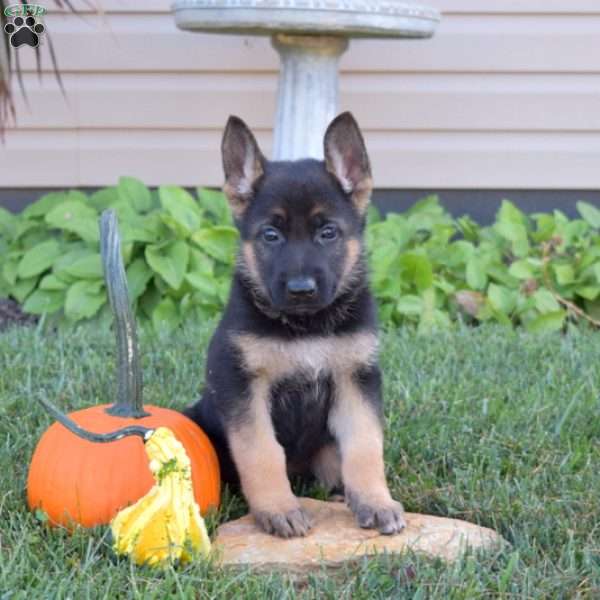 Gator, German Shepherd Puppy