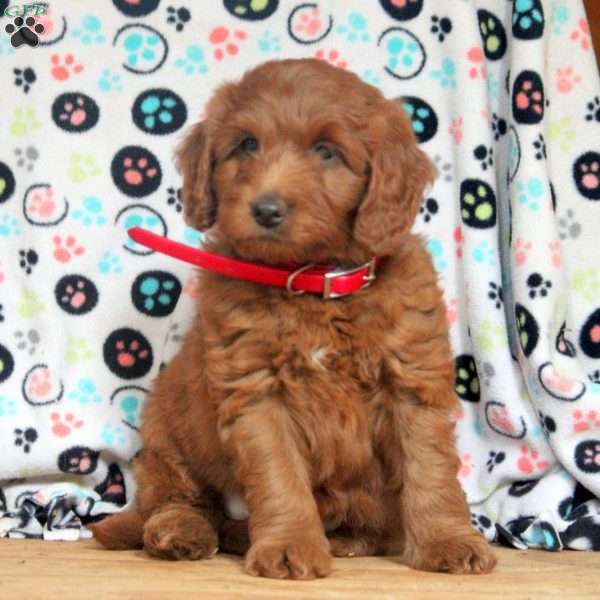 Gavin, Mini Goldendoodle Puppy