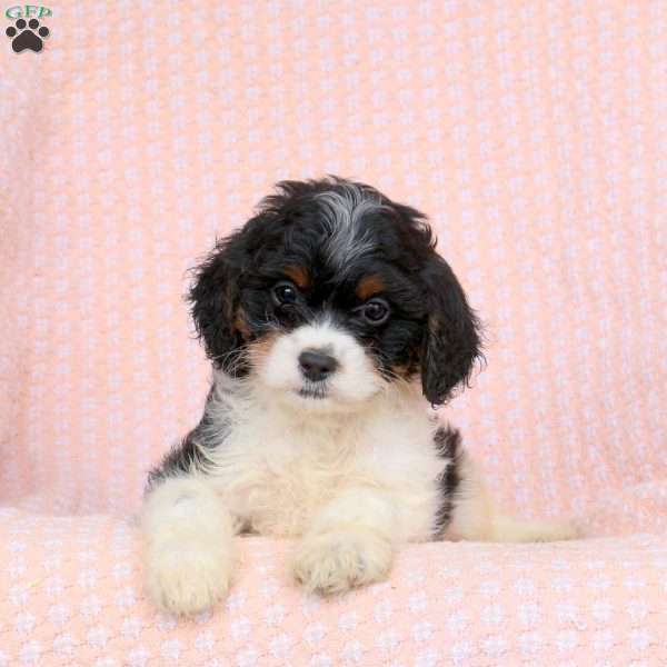 Gavin, Cavapoo Puppy