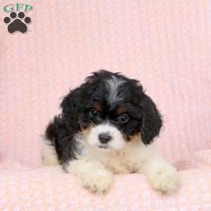 Gavin, Cavapoo Puppy