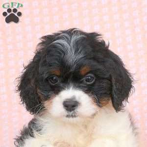 Gavin, Cavapoo Puppy