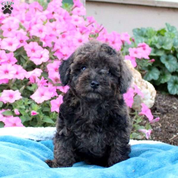 Gavin, Toy Poodle Puppy