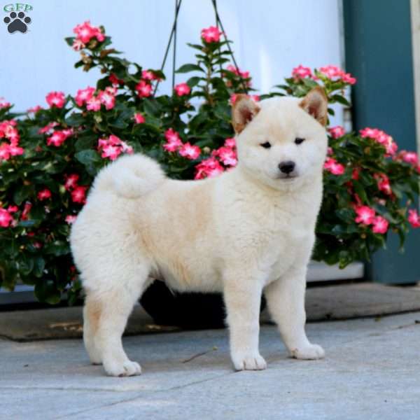 Gavin, Shiba Inu Puppy