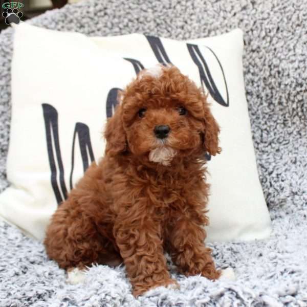 Gavin, Cavapoo Puppy