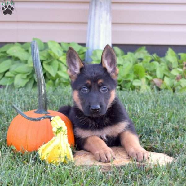 Gem, German Shepherd Puppy