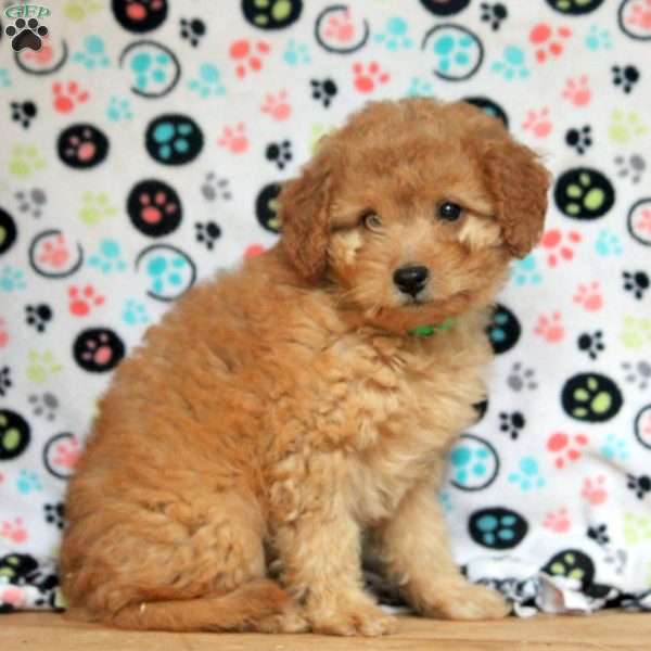 Gemma, Mini Goldendoodle Puppy