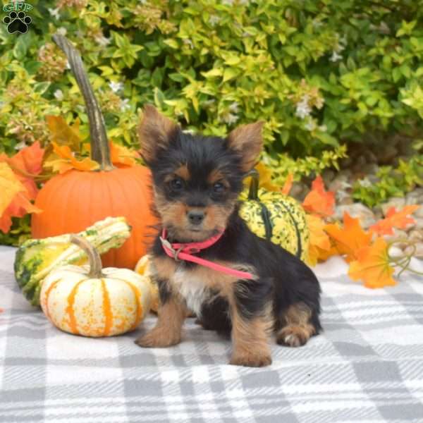 Gemma, Yorkie Puppy