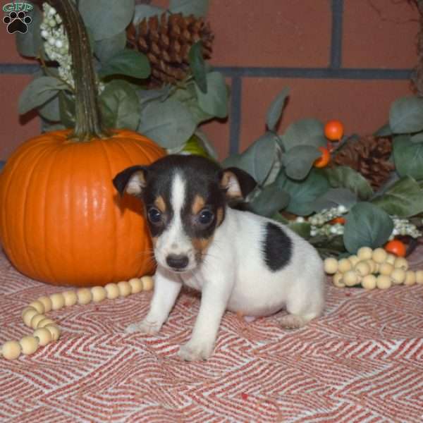 Graham, Jack Russell Terrier Puppy