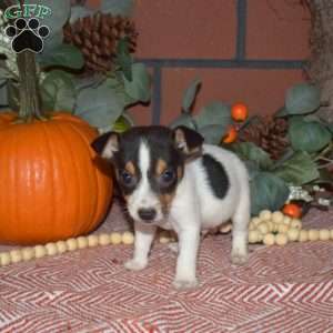 Graham, Jack Russell Terrier Puppy