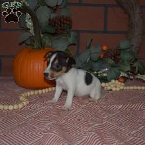 Graham, Jack Russell Terrier Puppy