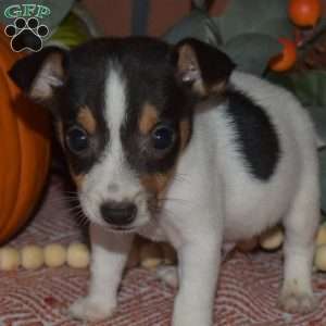 Graham, Jack Russell Terrier Puppy